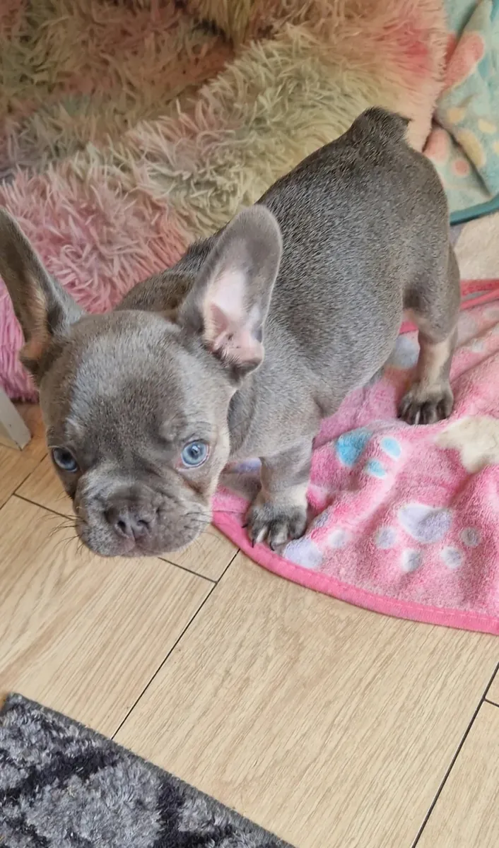 French bulldog puppies looking for home