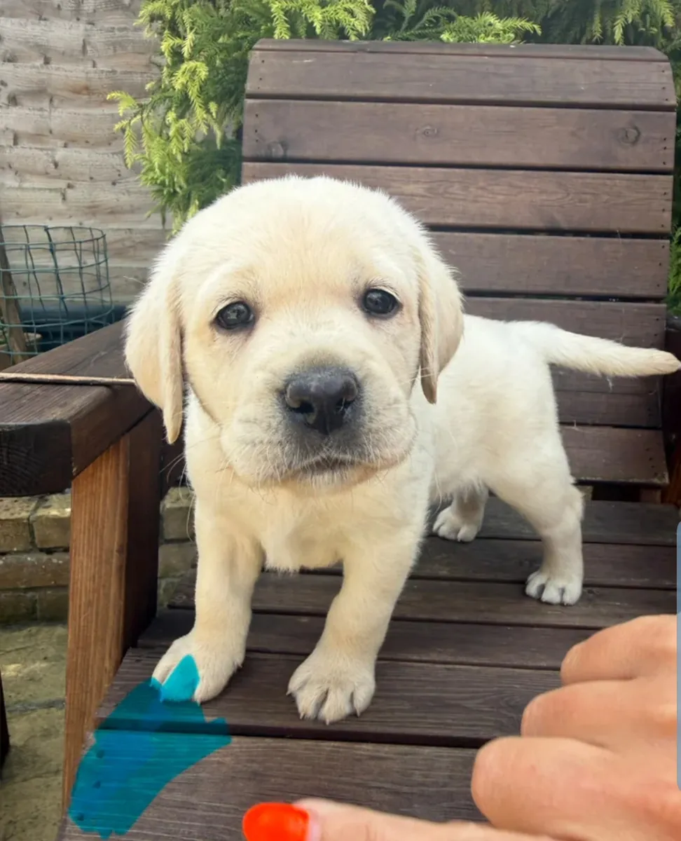 Hermosa camada de Labradores amarillos de raza pura