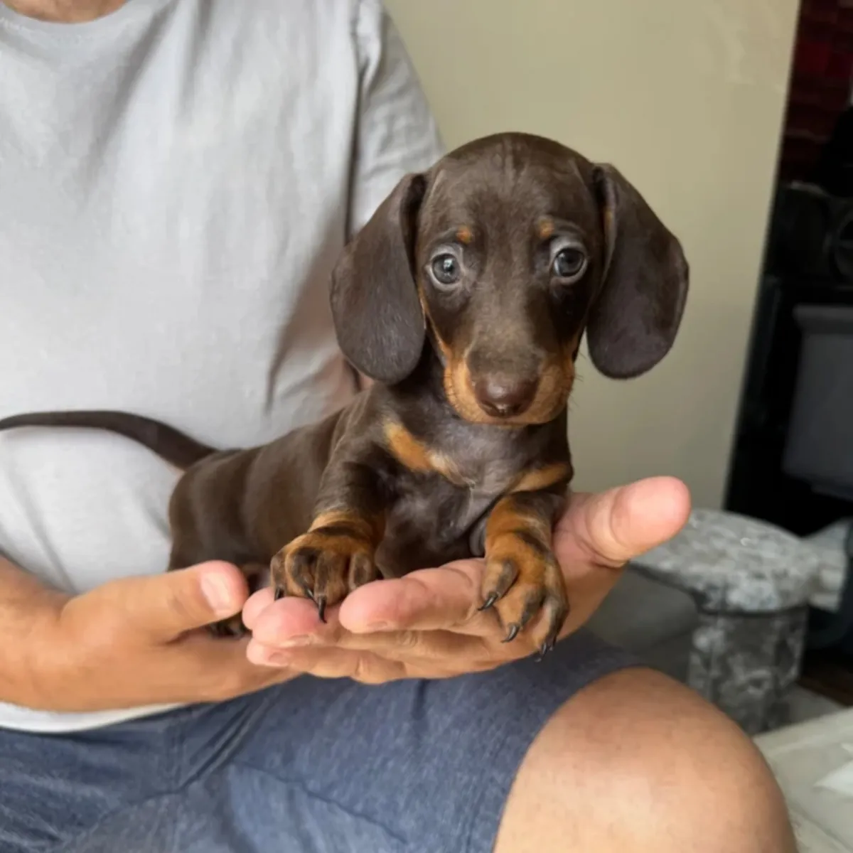 Cachorros de perro salchicha miniatura