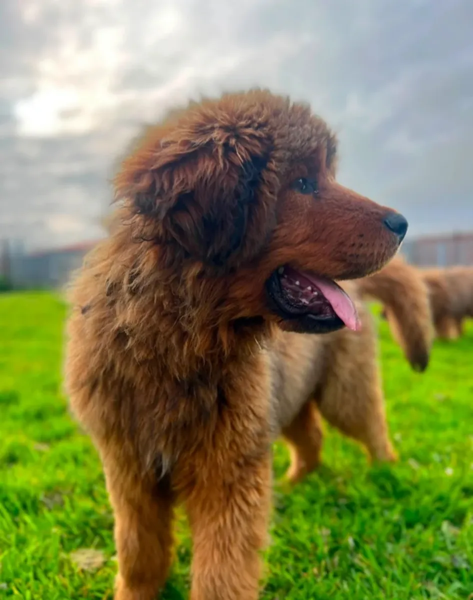 世界级狮头藏獒幼犬