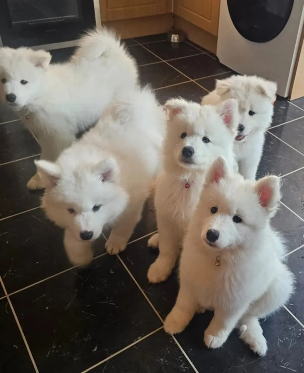 SAMOYED PUPPIES READY FOR NEW