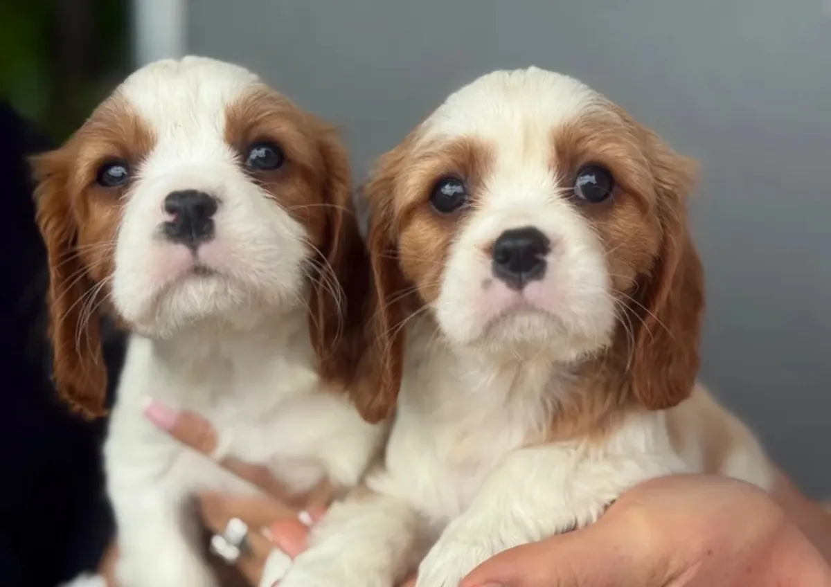 Beautiful cavalier King Charles puppies