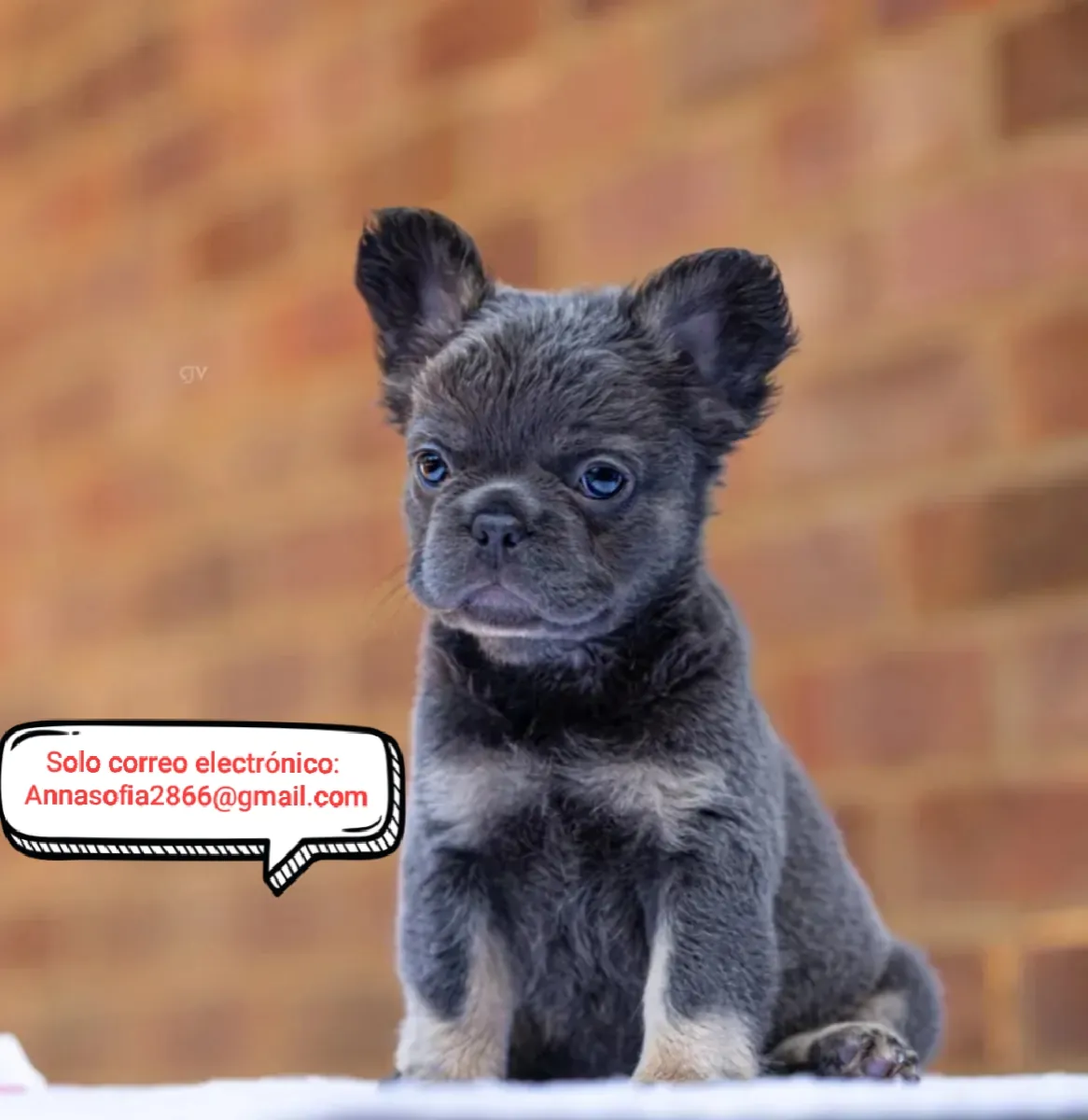 IMPRESIONANTES BULLDOGS FRANCESES DE PELUCHE