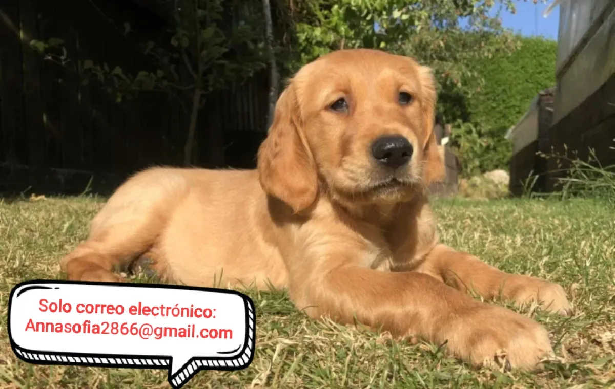 Prueba de salud del ADN en 100% para los KC Dark Red Golden Retrievers