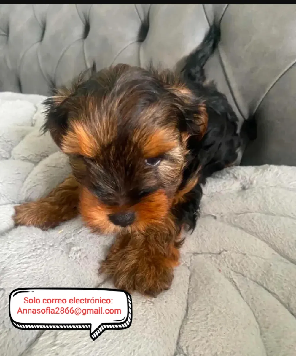 Terrier de Yorkshire Wioletta para adopción