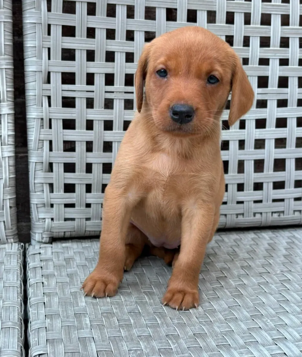 Cachorros de Labrador Champion con pruebas de salud