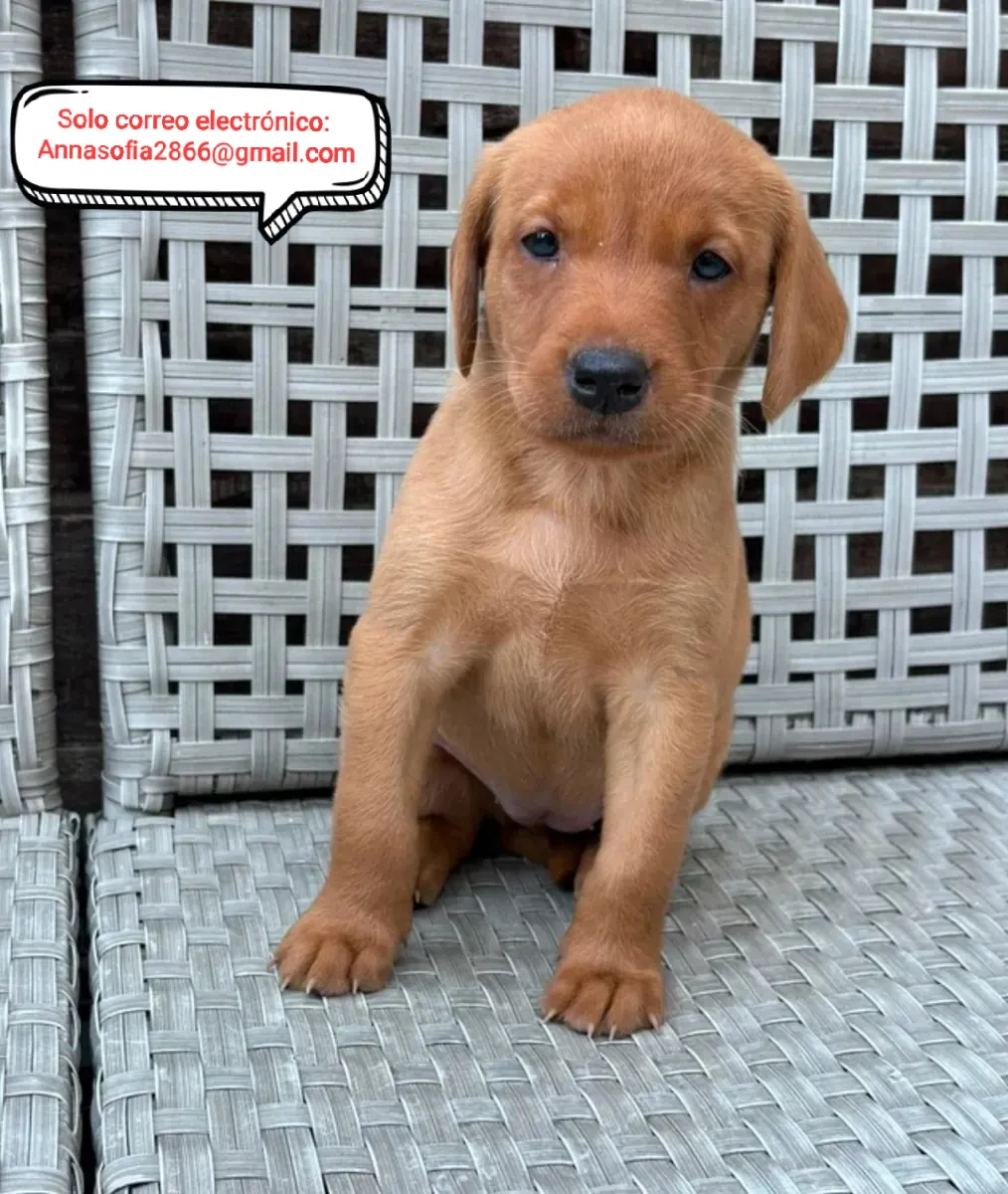 Champion Health probó cachorros de labrador