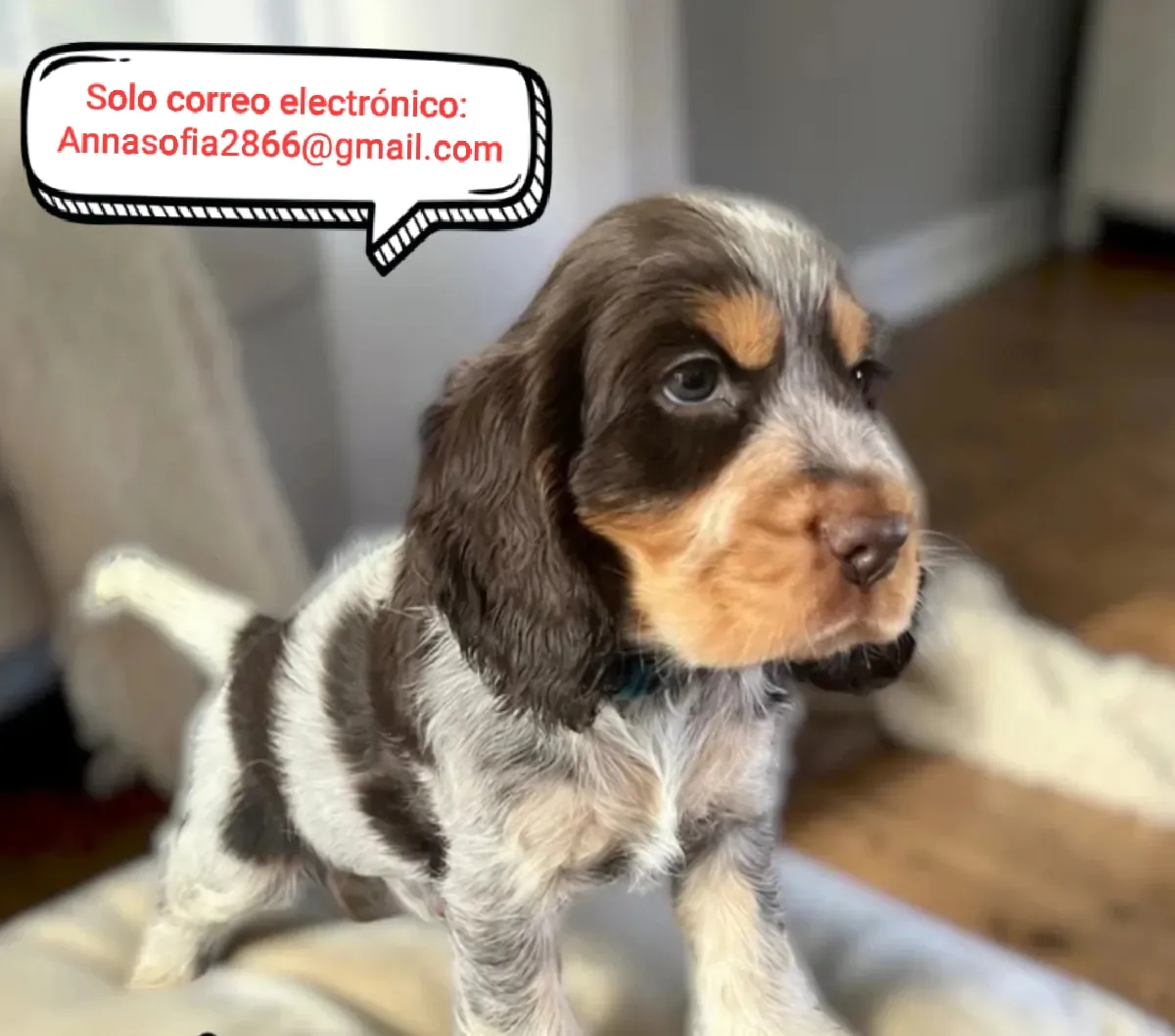 Roan Cocker Spaniels, que han sido examinados para su salud