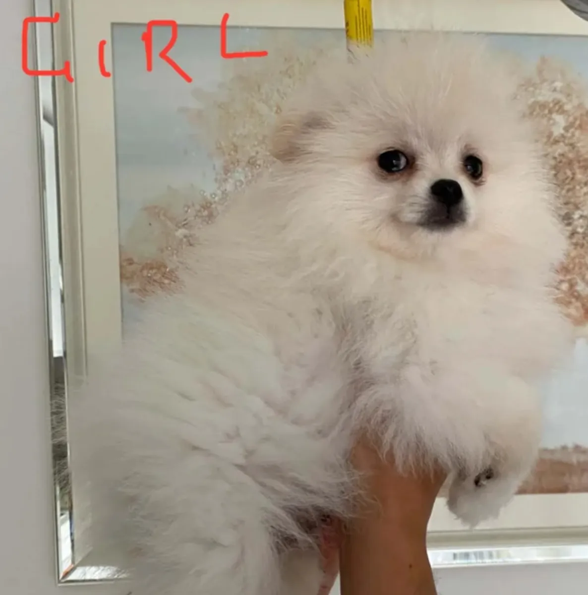 待领养的白雪公主博美犬