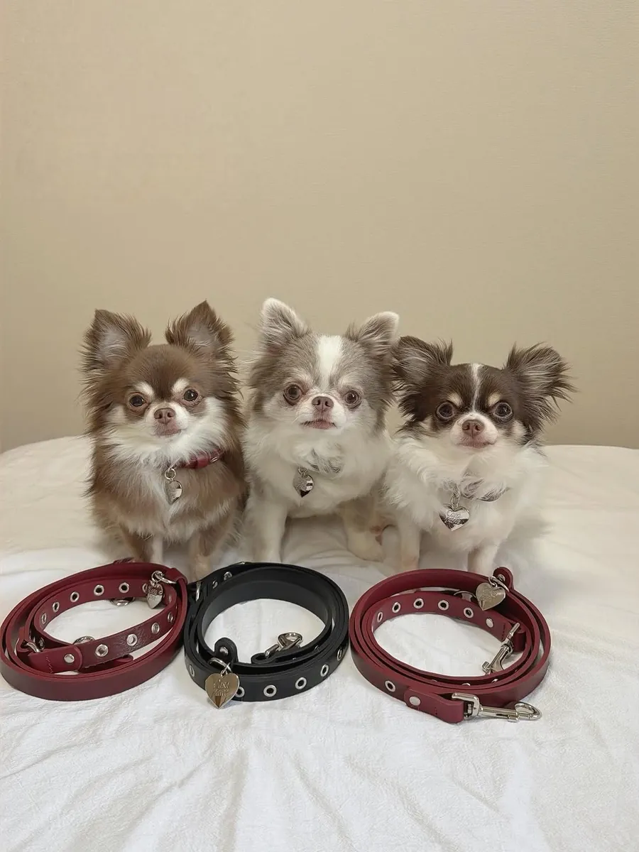 Cachorros de chihuahua adorables buscan un hogar.
