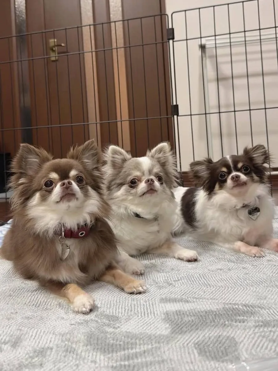 Adorables chiots Chihuahuas cherchent un foyer.