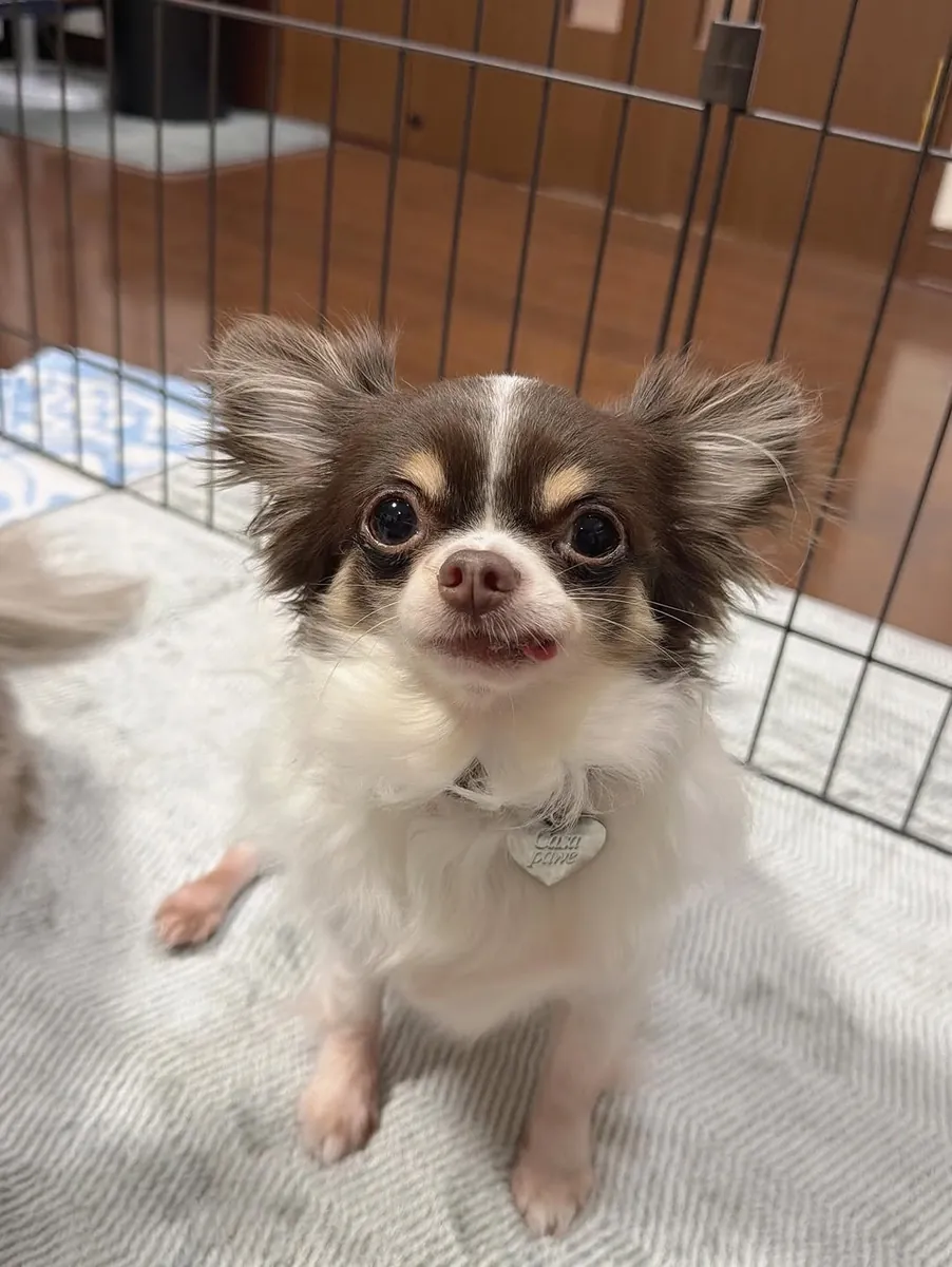 Cachorros de chihuahua adorables buscan un hogar.