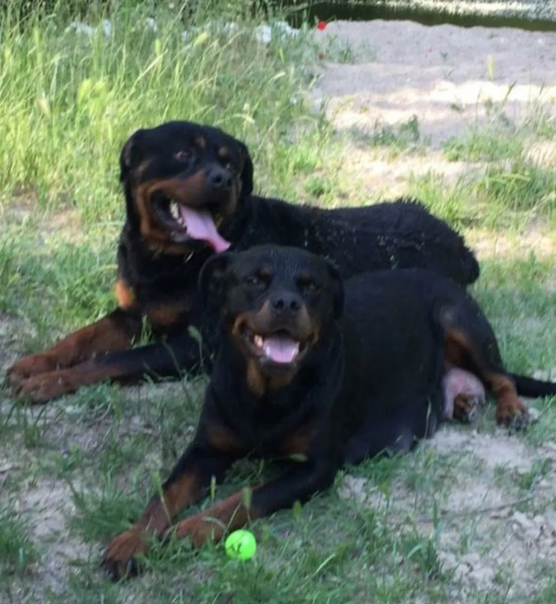 Busco hembra rottweiler 