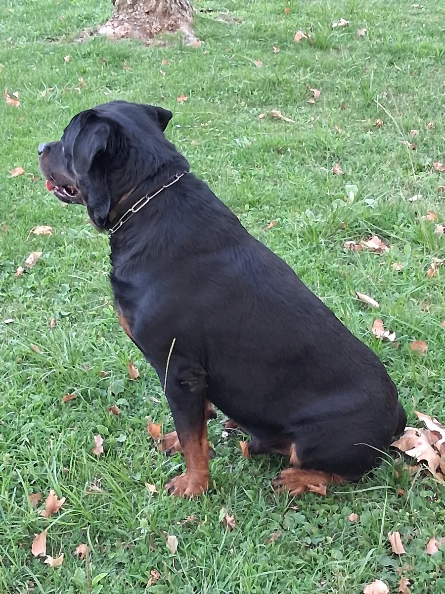 Busco hembra rottweiler 