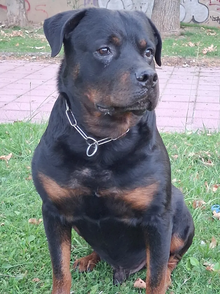 Busco hembra rottweiler 