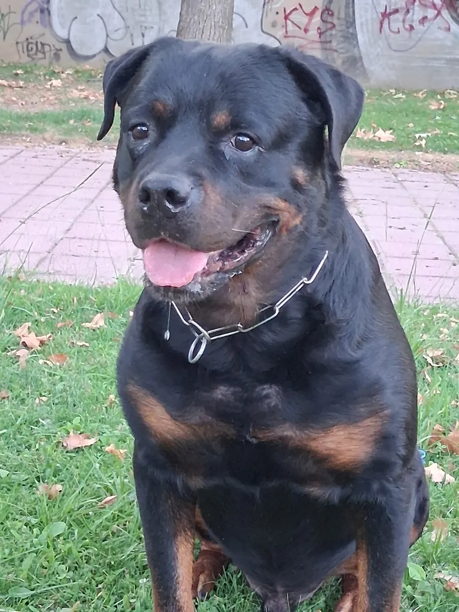 Busco hembra rottweiler 