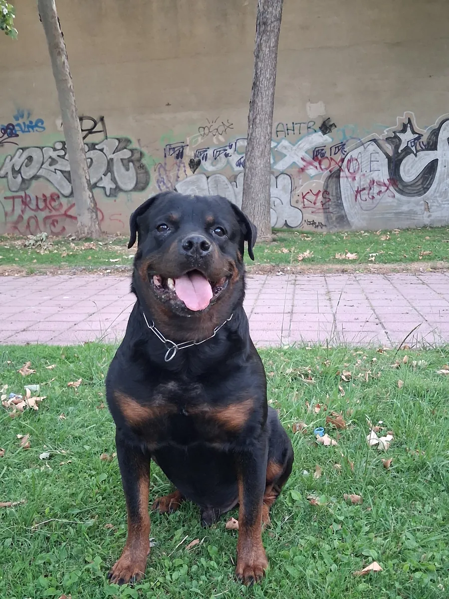 Busco hembra rottweiler 