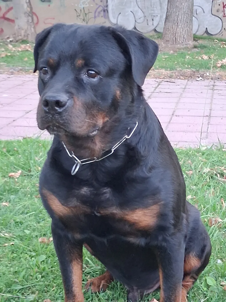Busco hembra rottweiler 