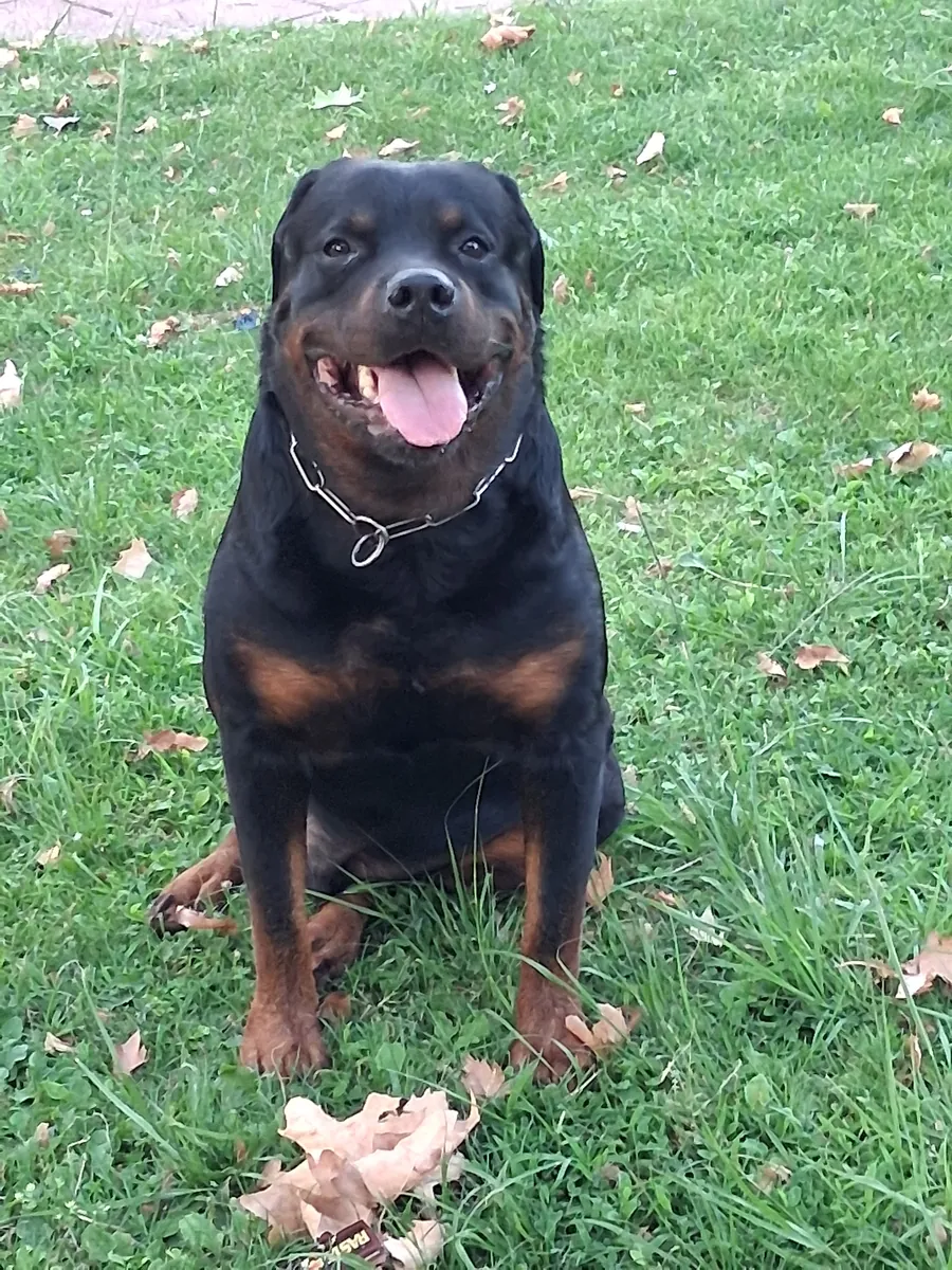 Busco hembra rottweiler 