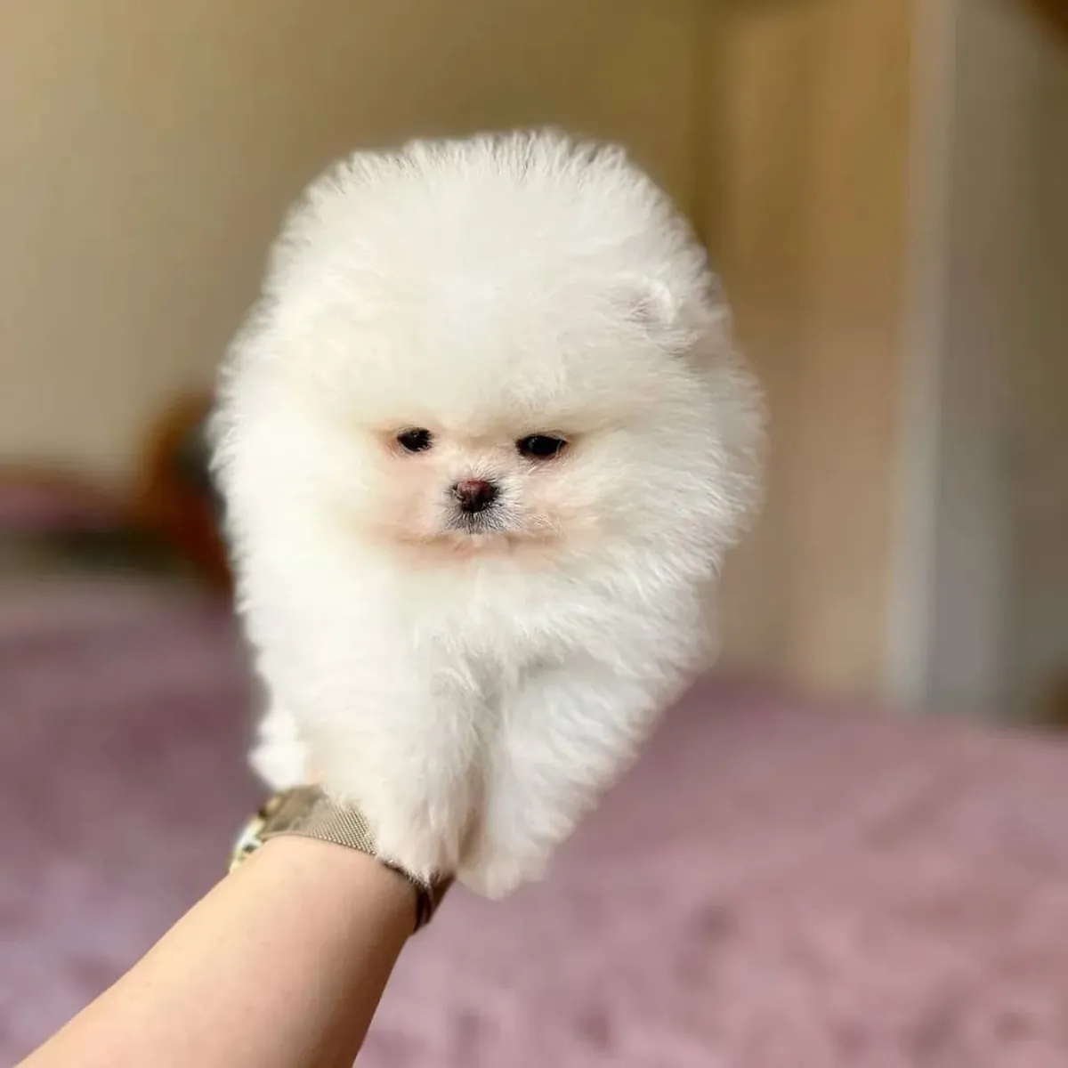 Cachorros Pomerania en adopción.