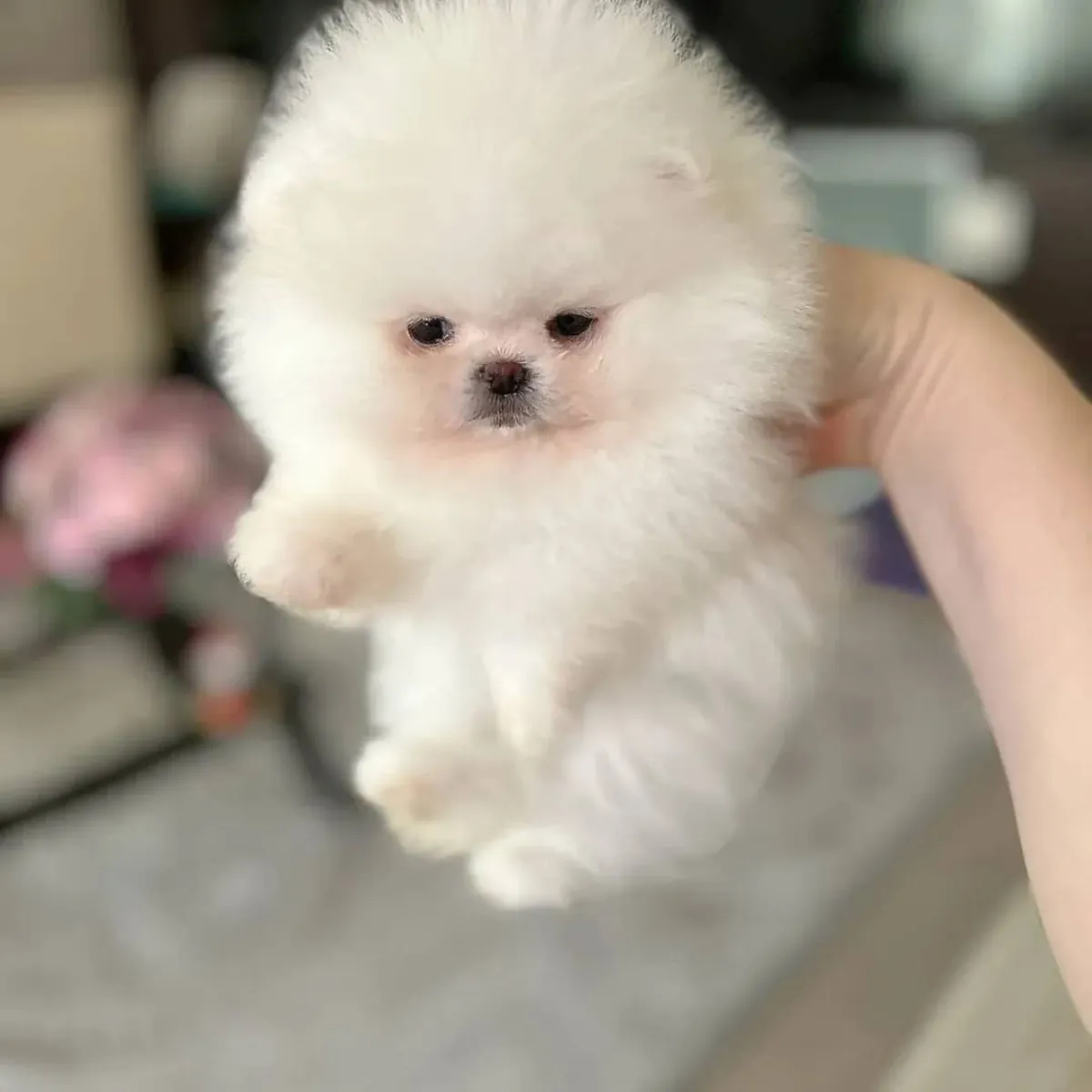 Cachorros Pomerania en adopción.
