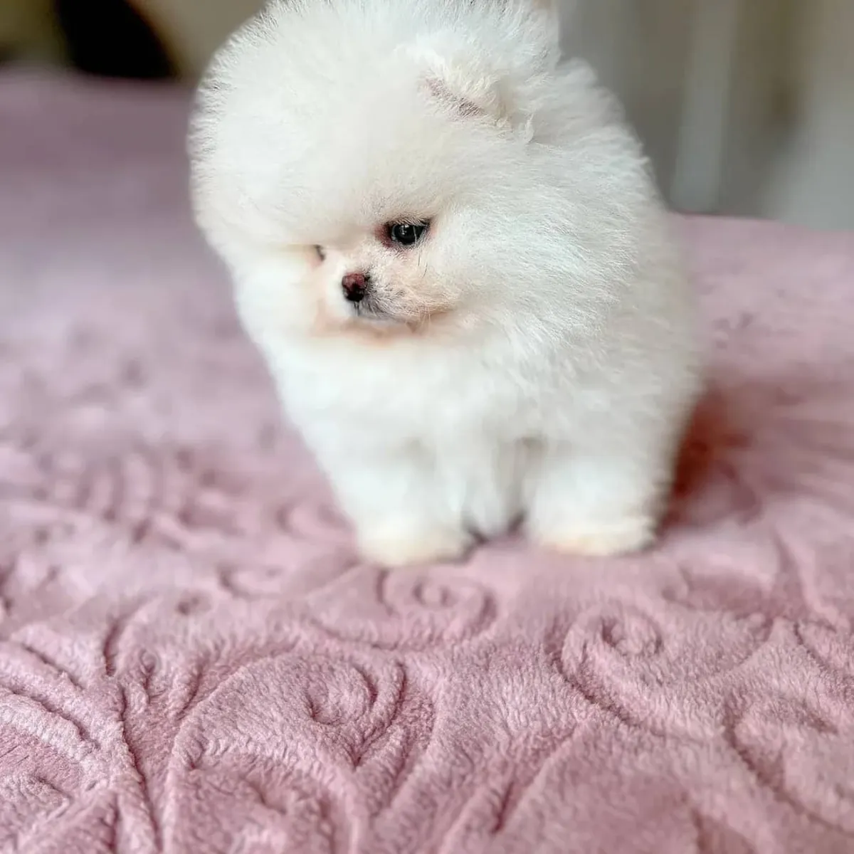 Cachorros Pomerania machos y hembras disponibles