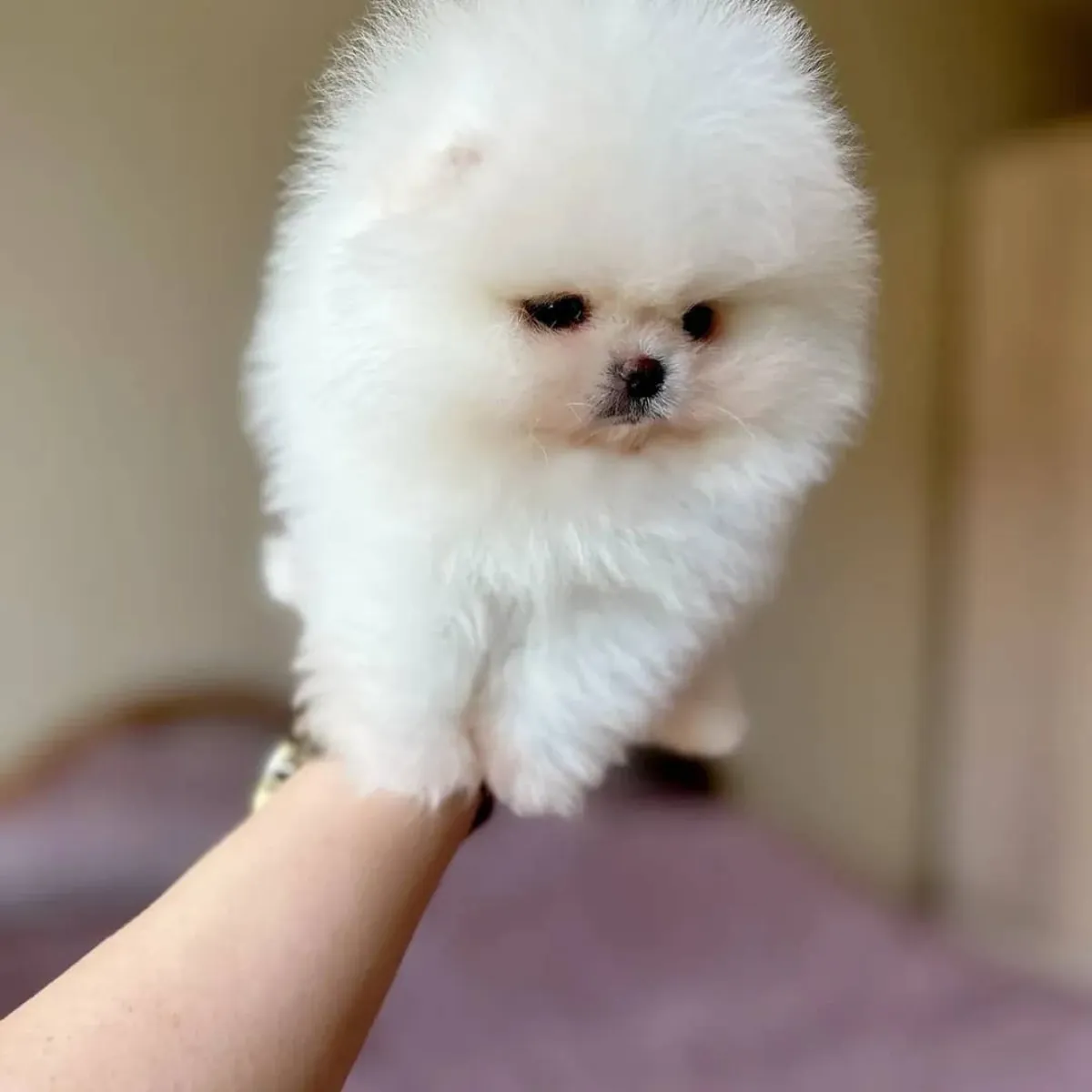 Female Pomeranian puppies Available 