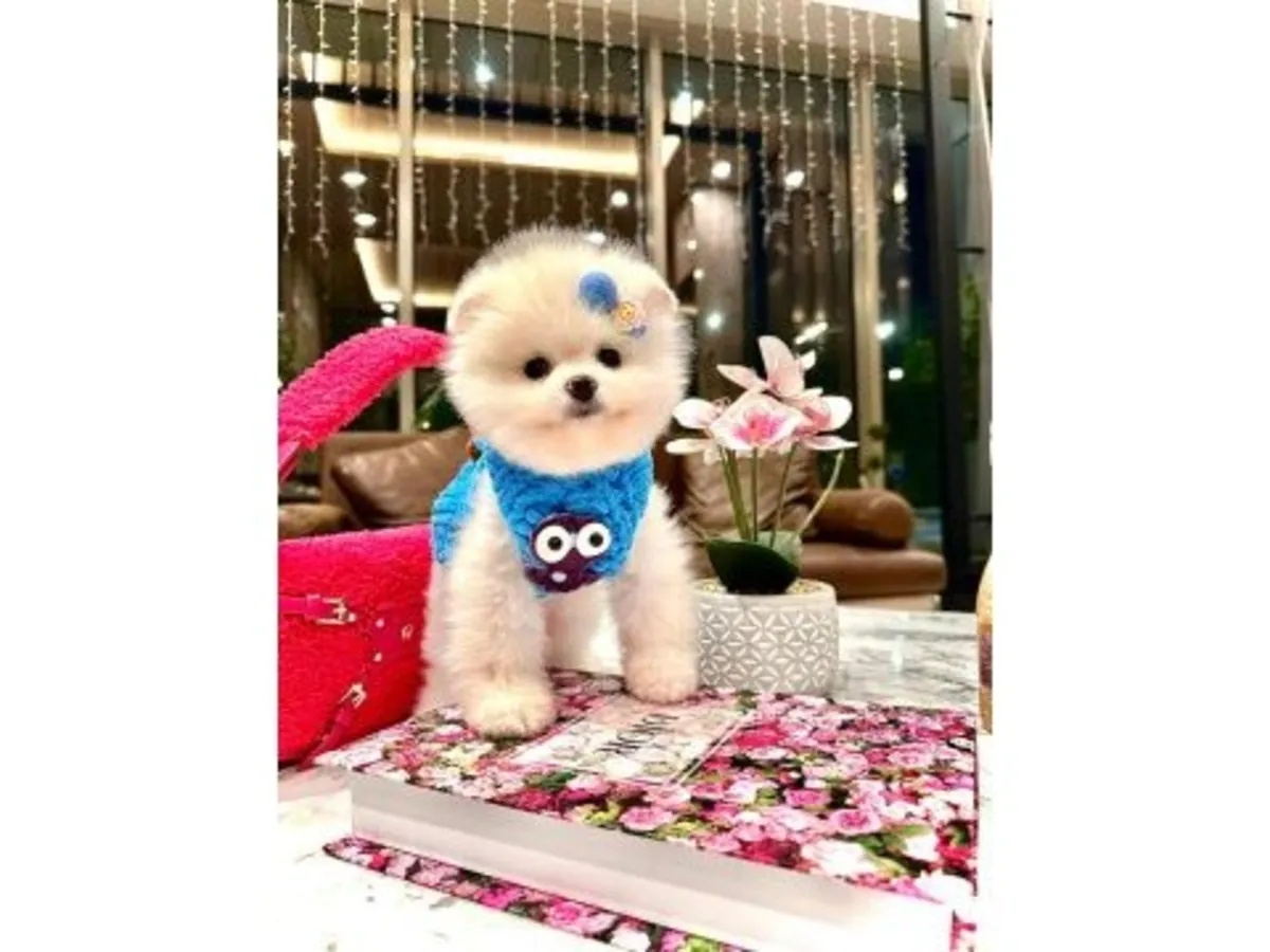 Ev ortamında büyütülmüş beyaz bir Pomeranya köpeği.