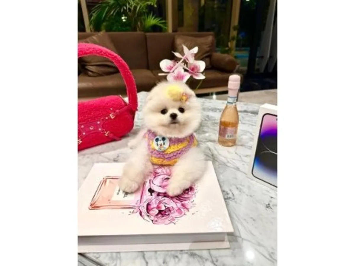 Ev ortamında büyütülmüş beyaz bir Pomeranya köpeği.