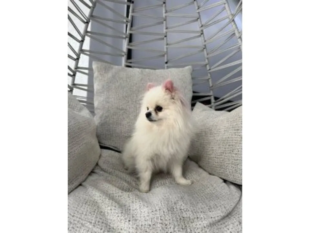 Yetişkin beyaz Pomeranya köpeği iyi ellerde.