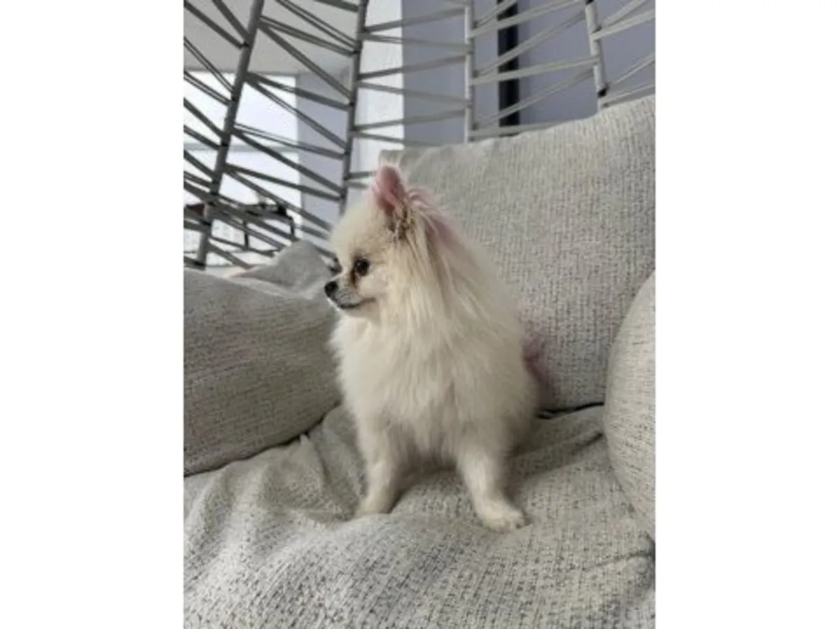 Yetişkin beyaz Pomeranya köpeği iyi ellerde.