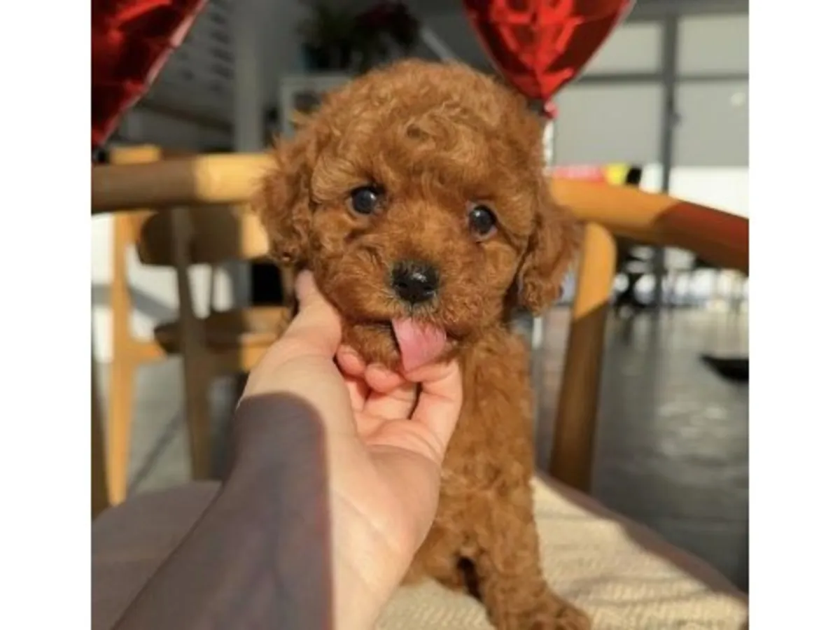 Evde büyütülmüş kahverengi oyuncak kaniş.