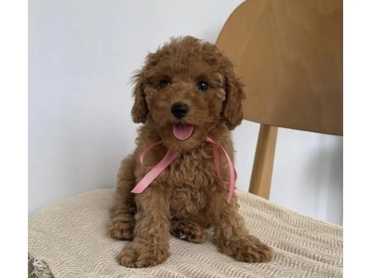 Kahverengi dişi kaniş iyi ellerde.