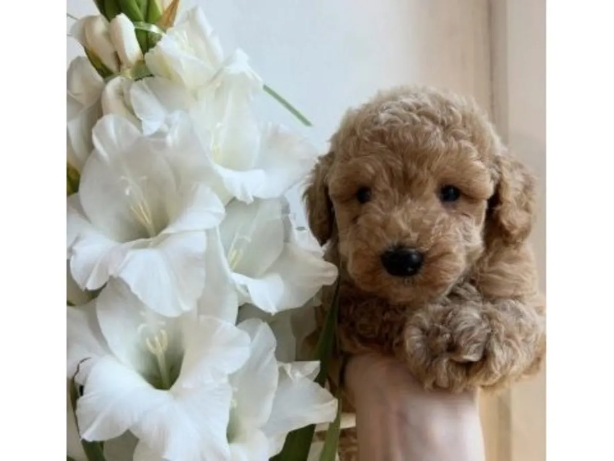 Kahverengi kaniş, cana yakın karakterli.