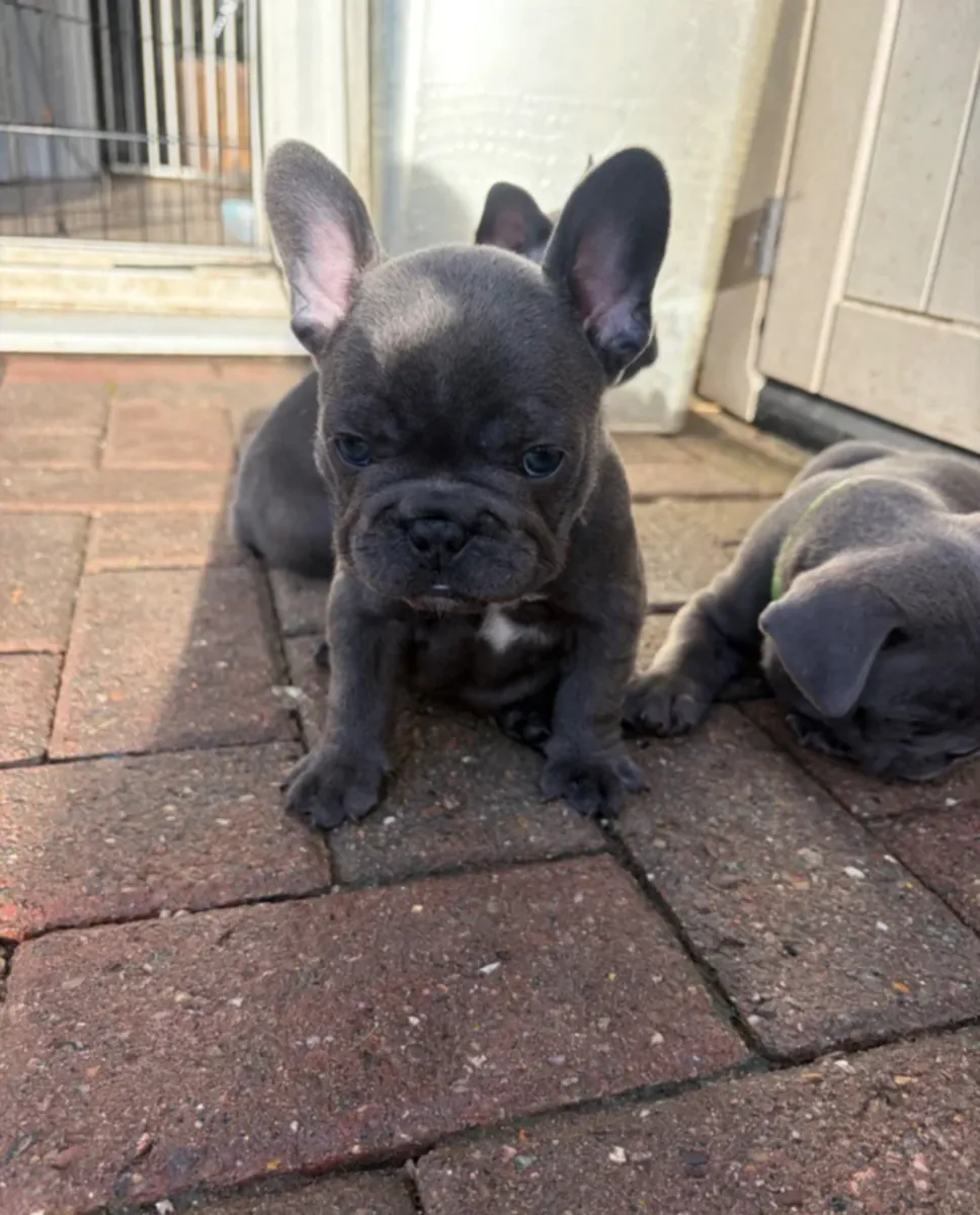 Chiots bouledogues français à vendre