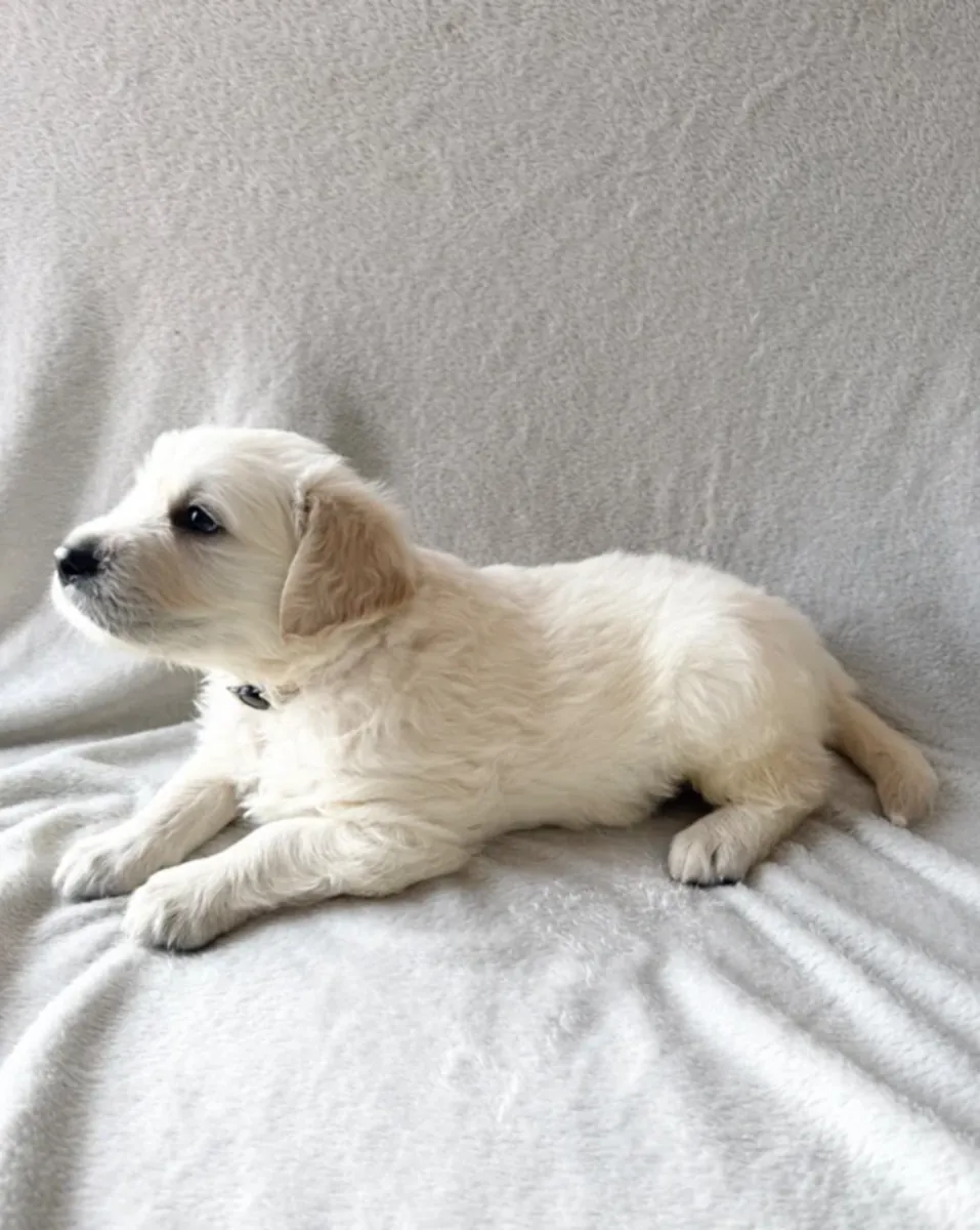 Golden Retriever Puppies — Ready from 3rd August
