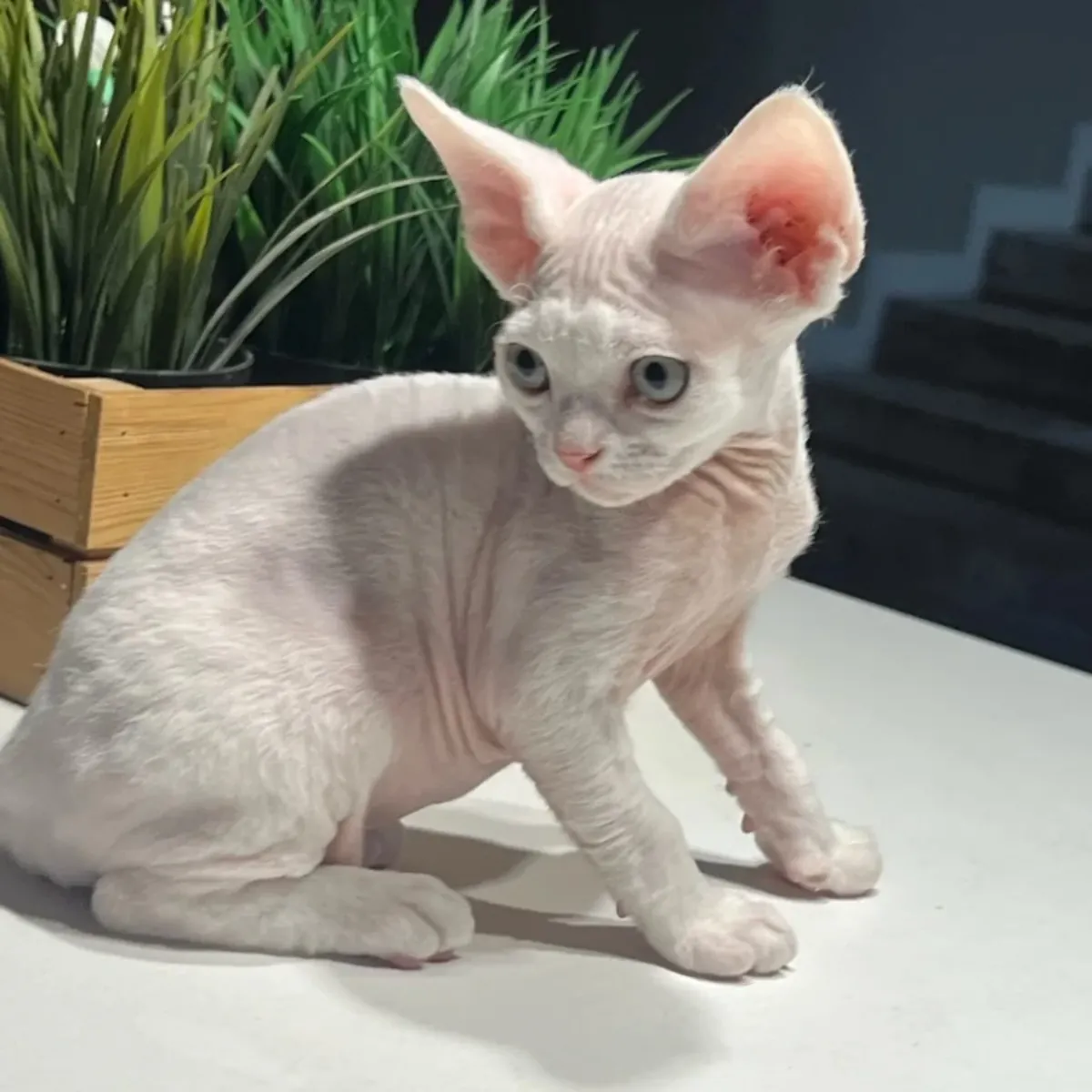 magnifique chaton Devon Rex