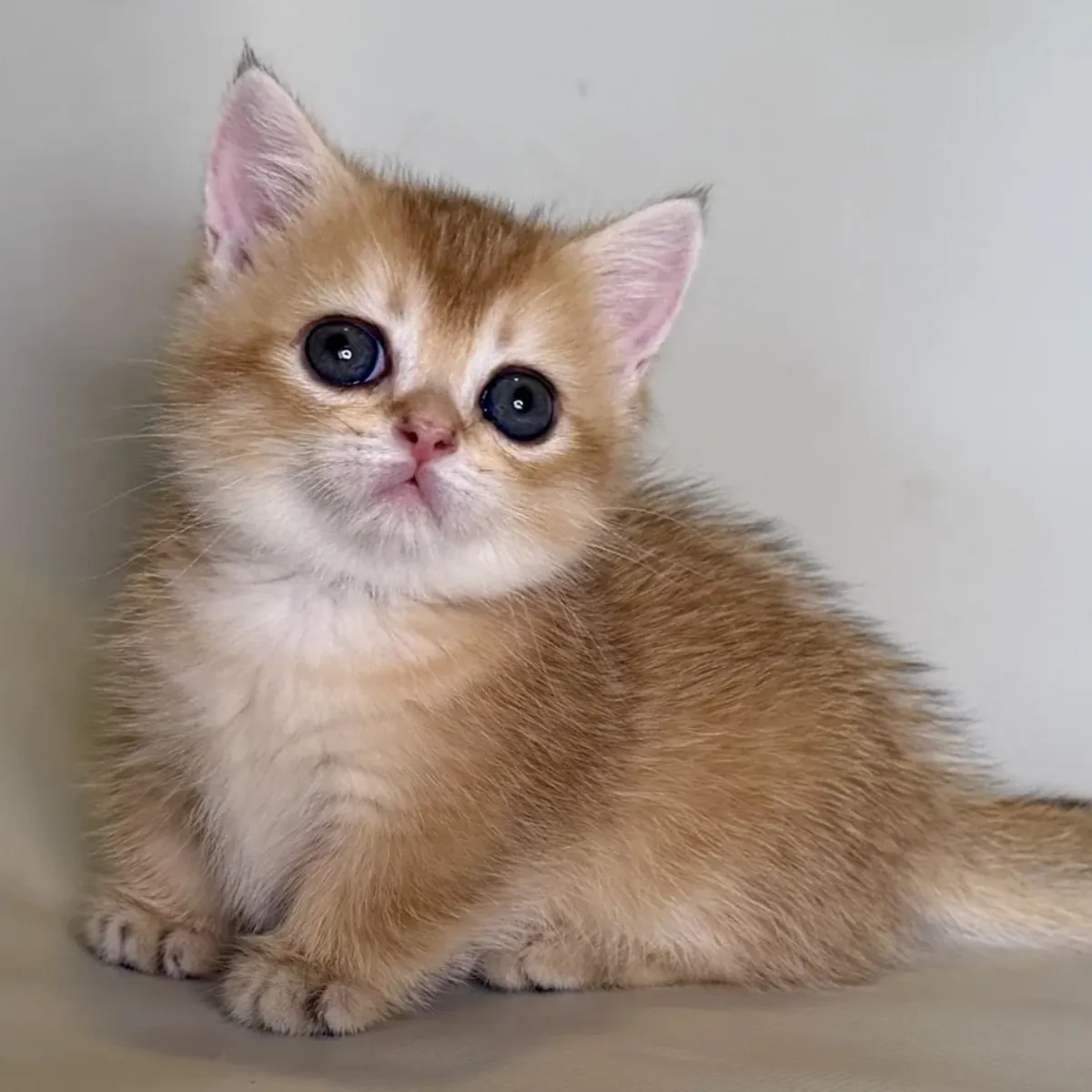 曼基康小猫