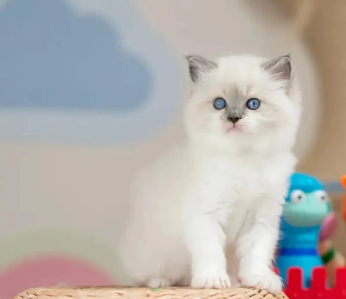 Ragdoll kitten female