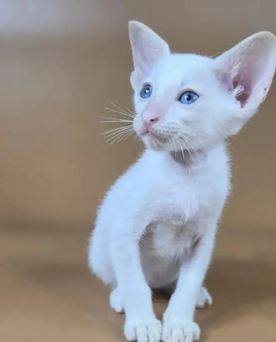 Siamese male kitten