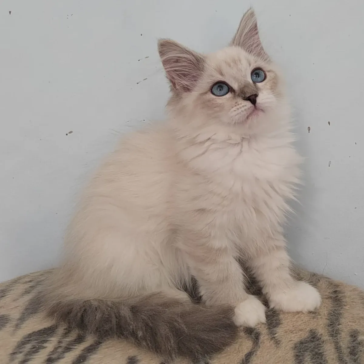 Chaton sibérien