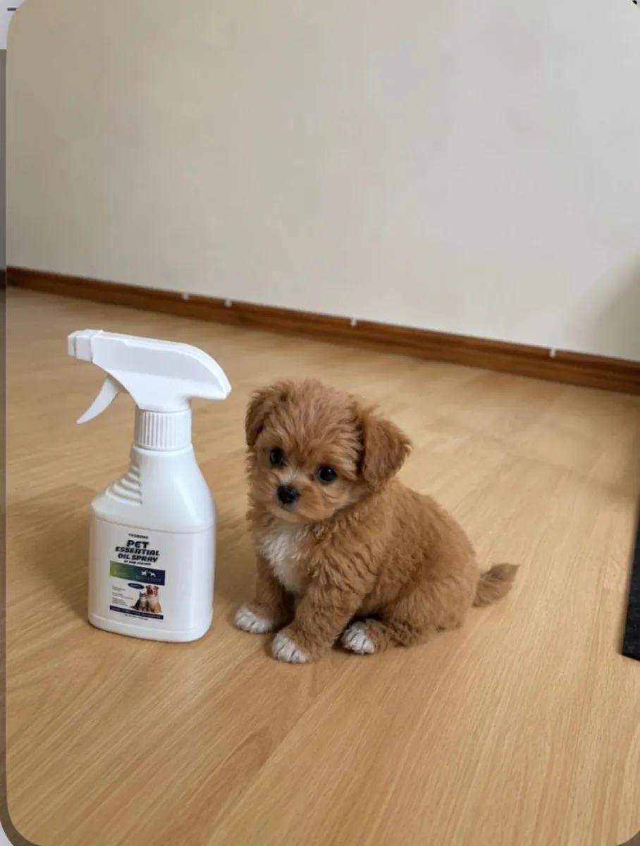 Stunning litter of Cavapoo puppy’s