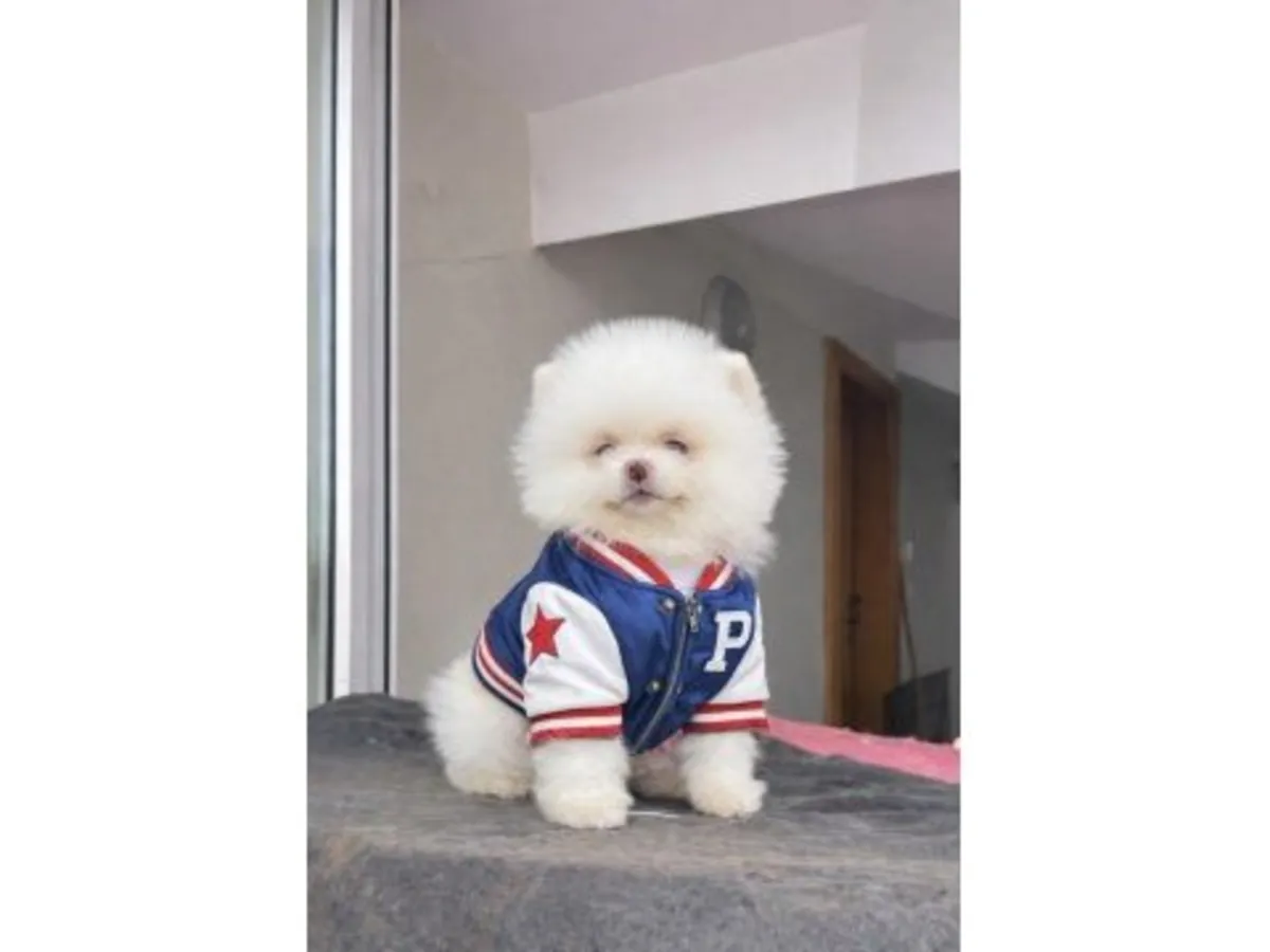 Dengeli karakterli beyaz Pomeranya köpeği