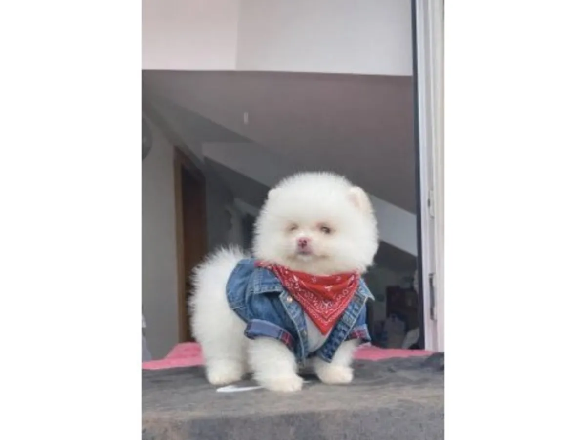 Dengeli karakterli beyaz Pomeranya köpeği