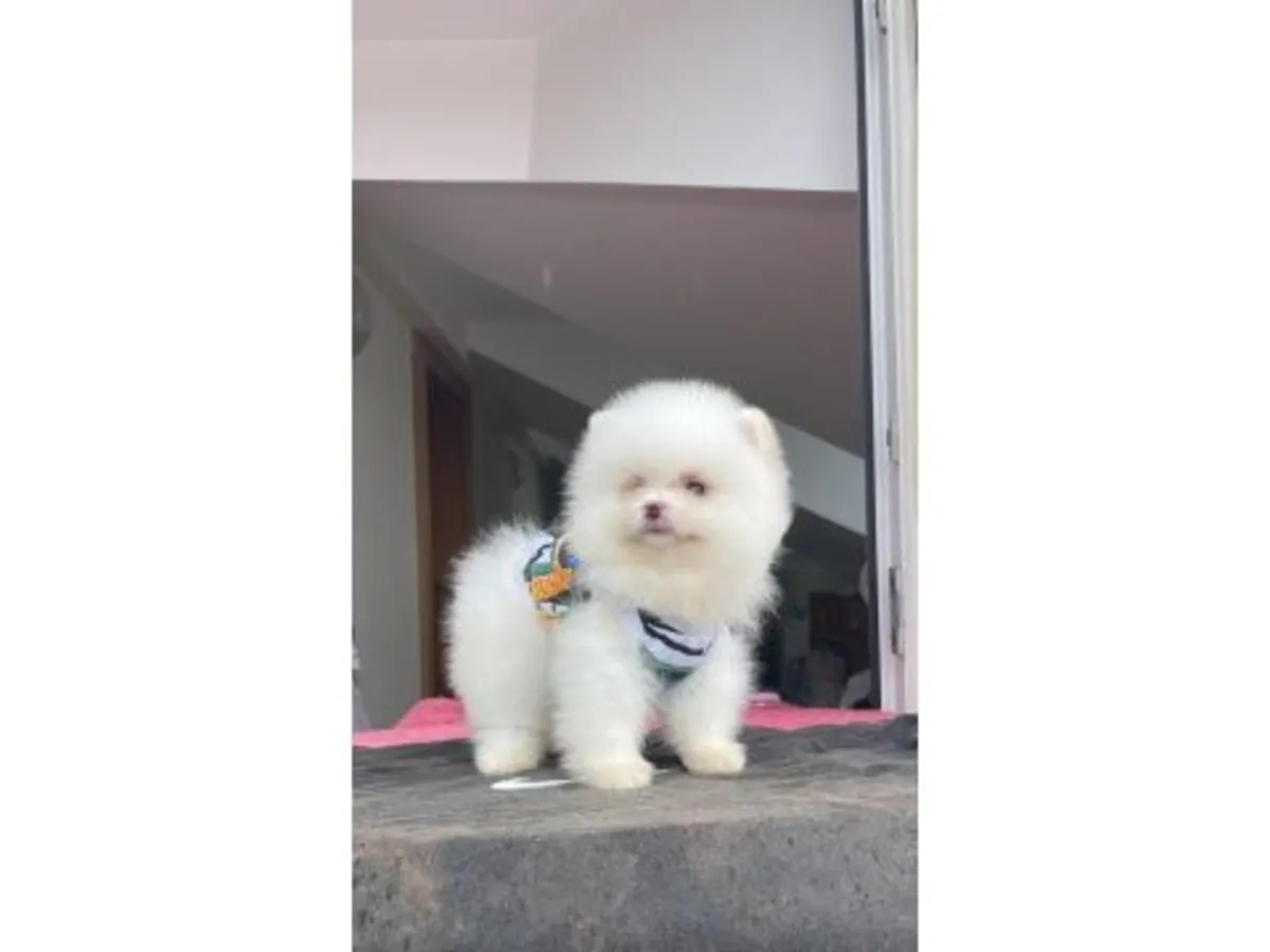 Dengeli karakterli beyaz Pomeranya köpeği