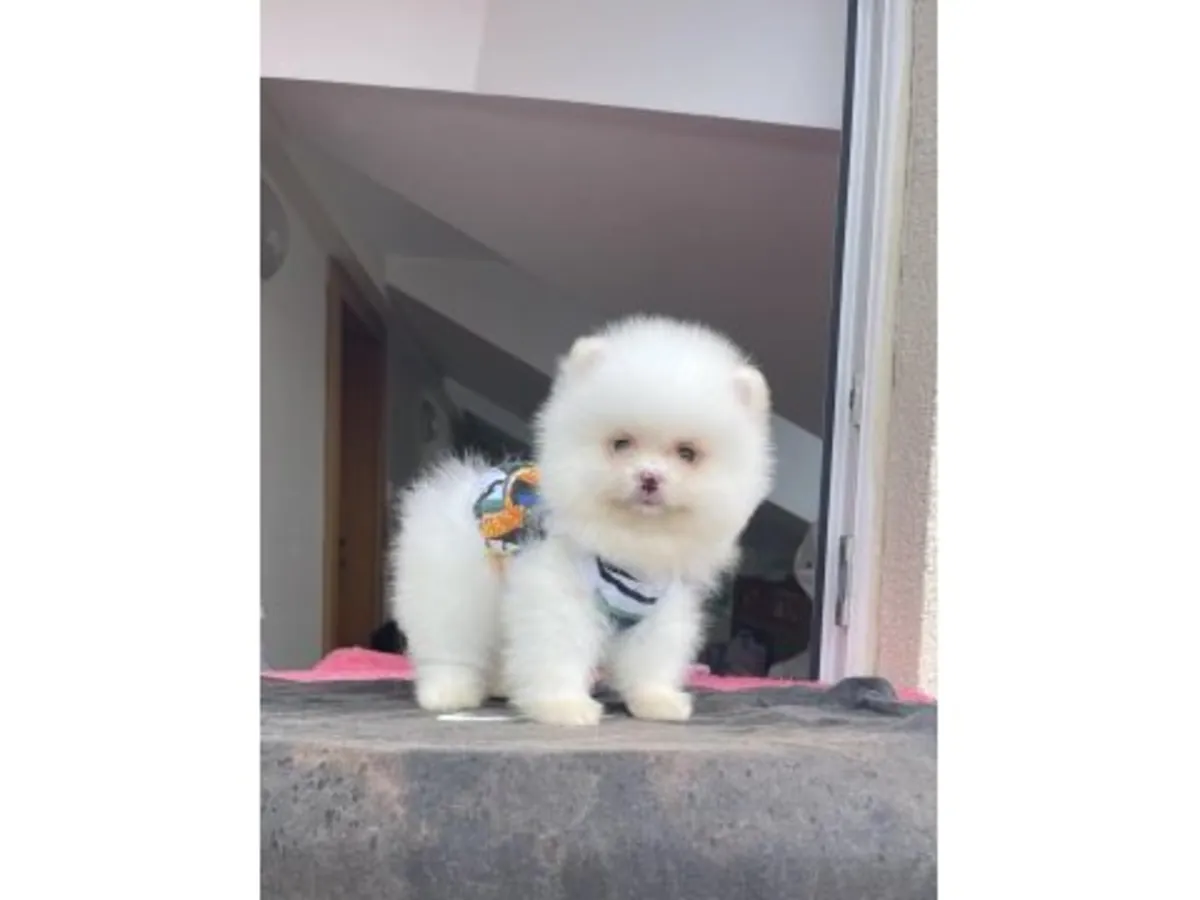 Dengeli karakterli beyaz Pomeranya köpeği