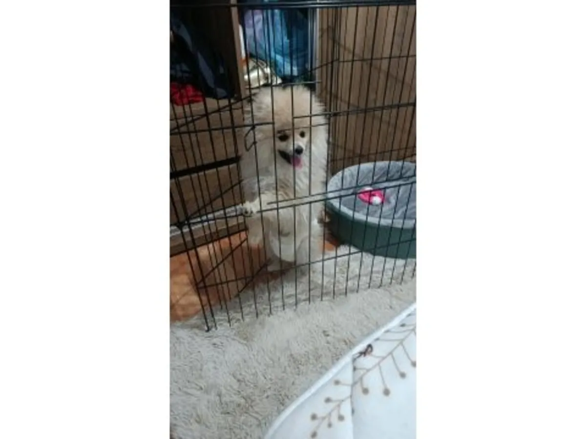Beyaz yetişkin Spitz cinsi köpek yavrusu, emin ellerde.
