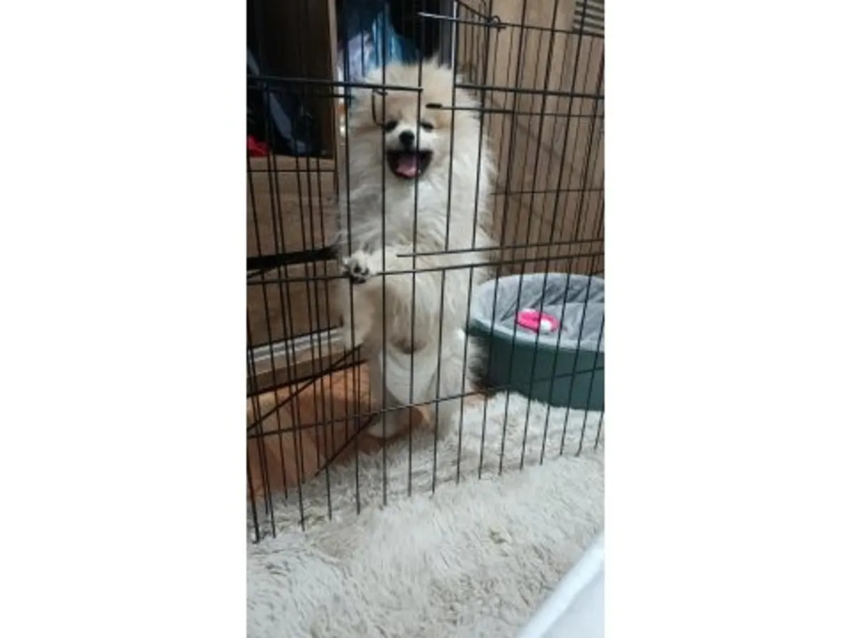 Beyaz yetişkin Spitz cinsi köpek yavrusu, emin ellerde.