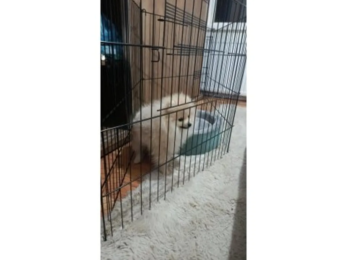 Beyaz yetişkin Spitz cinsi köpek yavrusu, emin ellerde.