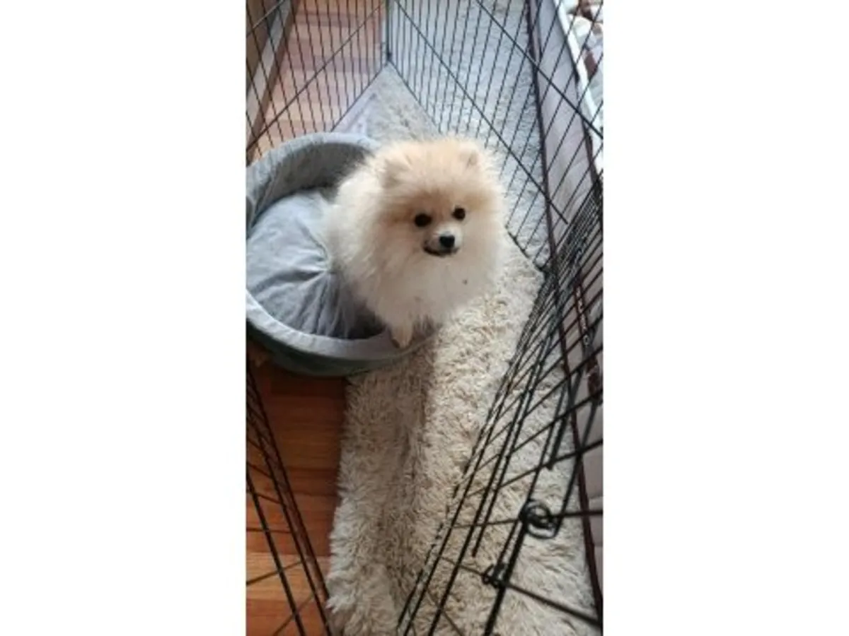 Beyaz yetişkin Spitz cinsi köpek yavrusu, emin ellerde.